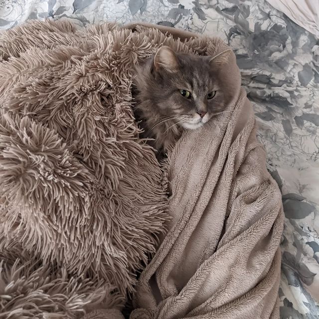 santosha_geksik в LOOKY. #котикитакиекотики🐾,#безкотаижизньнета🐾,#котизм,#catlover,#catstagram. Нас растолкал и лежи...