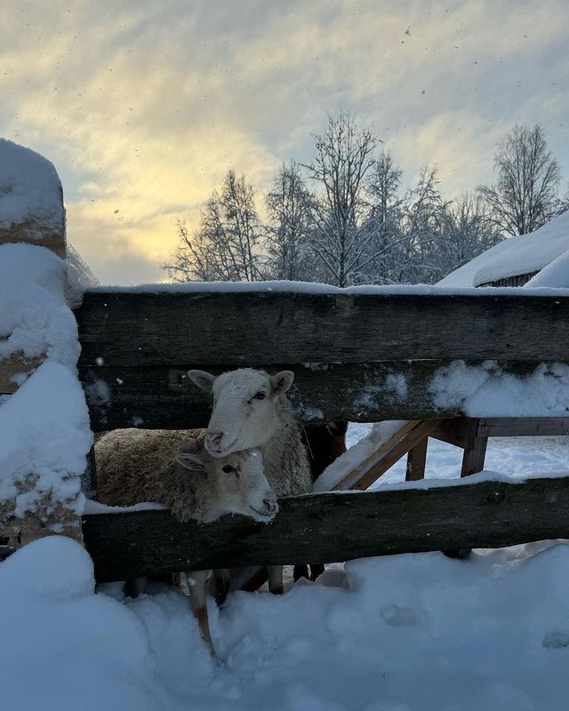 levdario в LOOKY. . Чудо-булочки 🐑