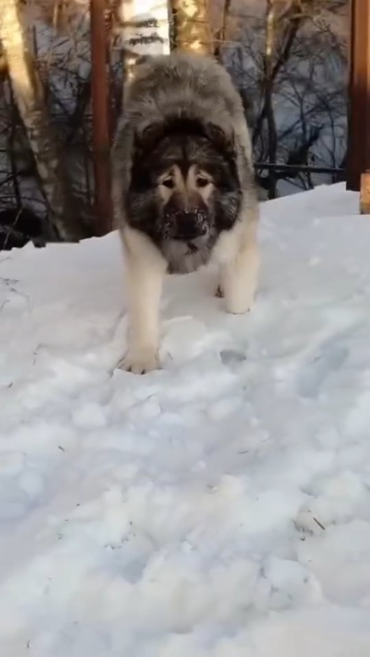 a919na в LOOKY. . Моей охране не нужна...