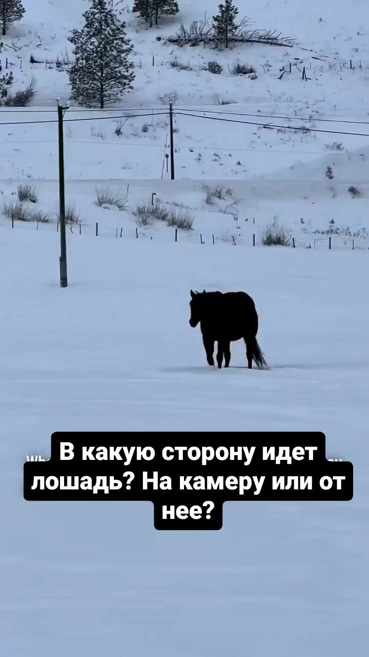 mighty.trio в LOOKY. #horsewalking,#horseglitch,#horseillusion. Which way does the h...