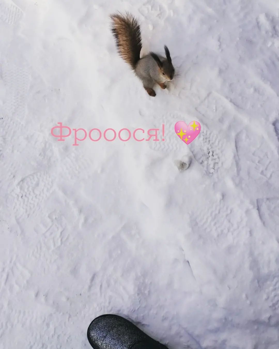 olesya_medvedeva__ в LOOKY — Вот такая красотка живёт у нас на территории школы🤩🤩🤩 Шел