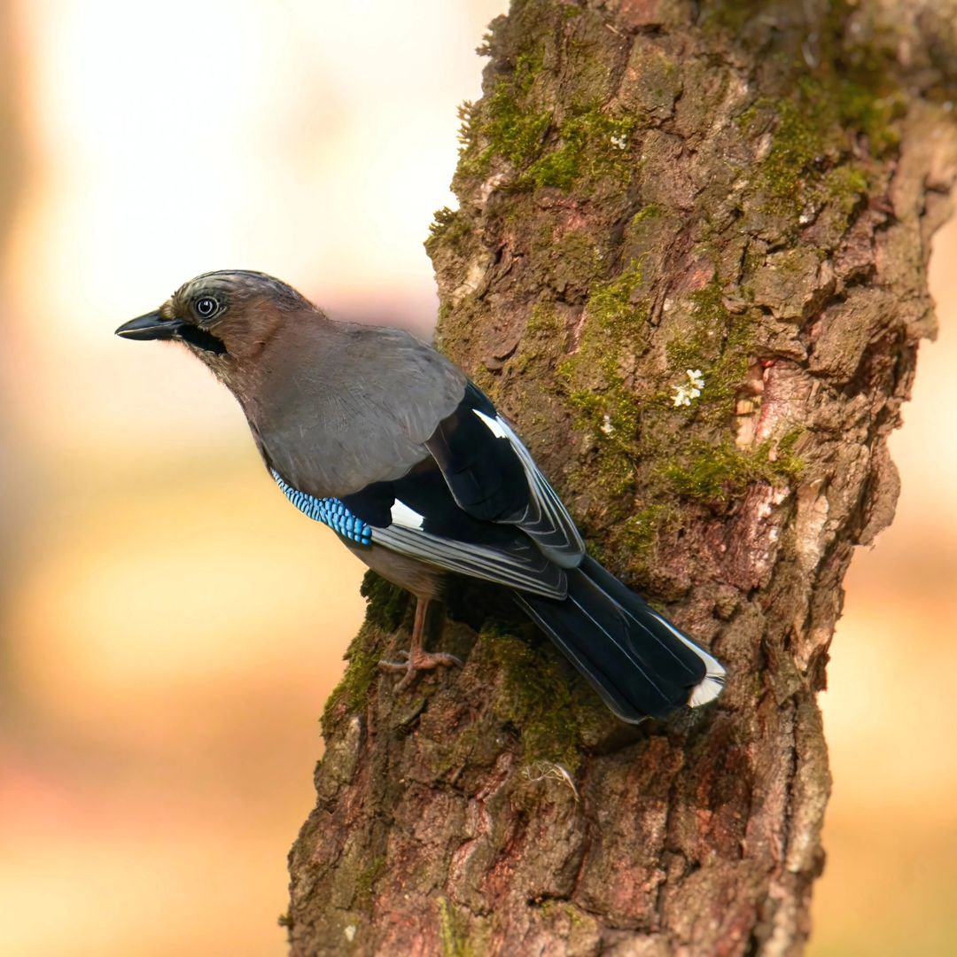 ##tamron150600g2 #tamronlens ##nikon #beautiful #birdspictures #birds