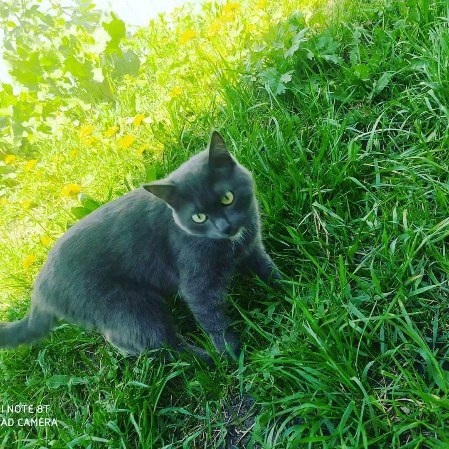natalipavlova3 в LOOKY. . null