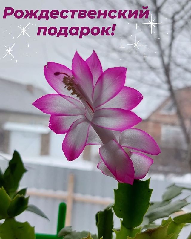 eva7ngelina7 в LOOKY. #сюрприз. #сюрприз