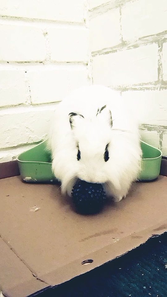 zefirka_bunny в LOOKY. #crazy#rabbitstagram#bunnylover#kawaii#yummy#petlover#crazybunny,#pets#rabbitlover#crazyrabbit#кролик. Зефирка сидела себе ...