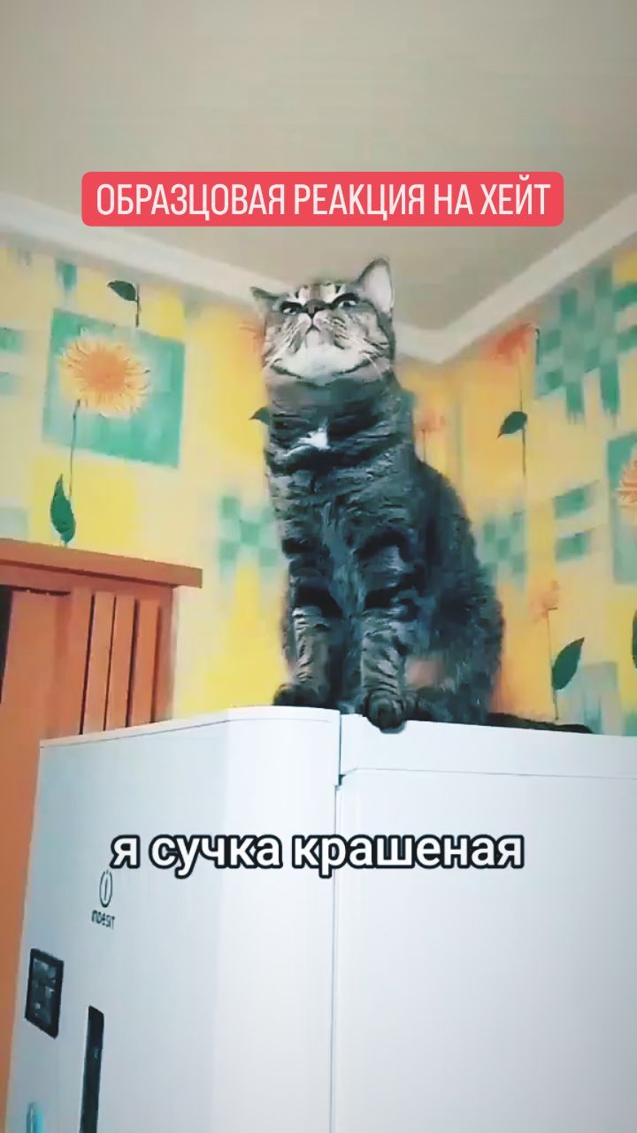 marina_in_love в LOOKY. #сучка,#cat,#cats,#лучшаяреакциянахейт,#кошка,#кошки,#сучкакрашеная,#котики,#безкотаижизньнета,#котэ,#ушилапыхвост,#прикол,#юмор,#домашниеживотные,#любовьксебе,#самооценка. Берём пример с кисы
...