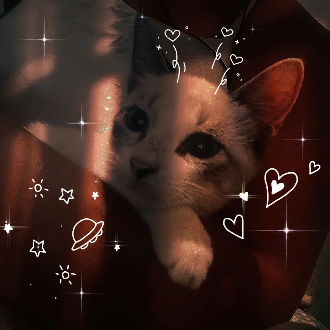 skylittlew в LOOKY — 😺😺❤️