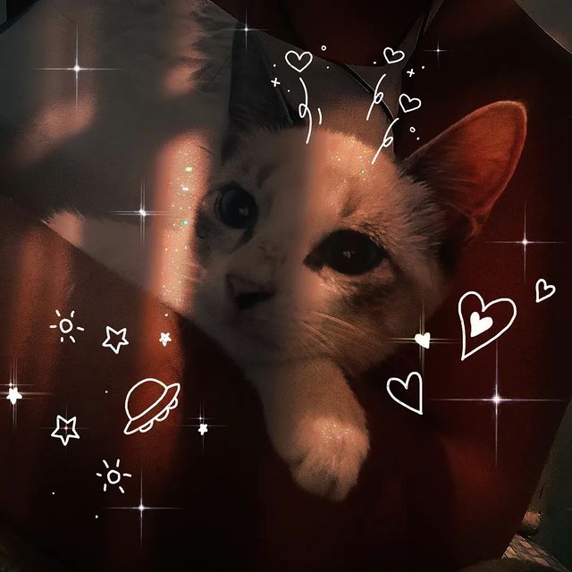 skylittlew в LOOKY. . 😺😺❤️