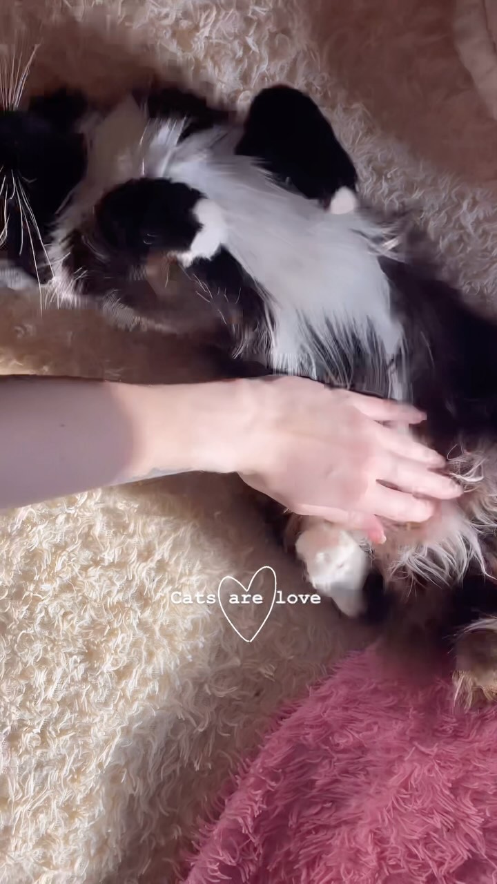 earrwf в LOOKY. #кошки,#кот,#cats,#коты,#вайб,#нежность,#любовь,#домашниепитомцы,#животные,#красиво,#атмосфера,#атмосферно,#уют. Я не доверяю людям, ...
