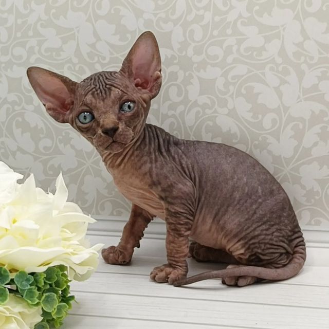 sphynx_shococats в LOOKY. . У нас есть тигренок�...