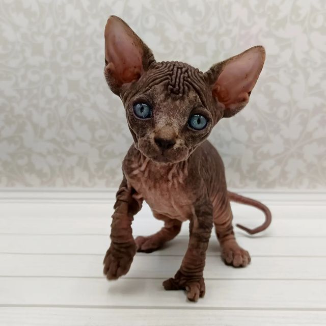 sphynx_shococats в LOOKY. . А вот и второй тигру...