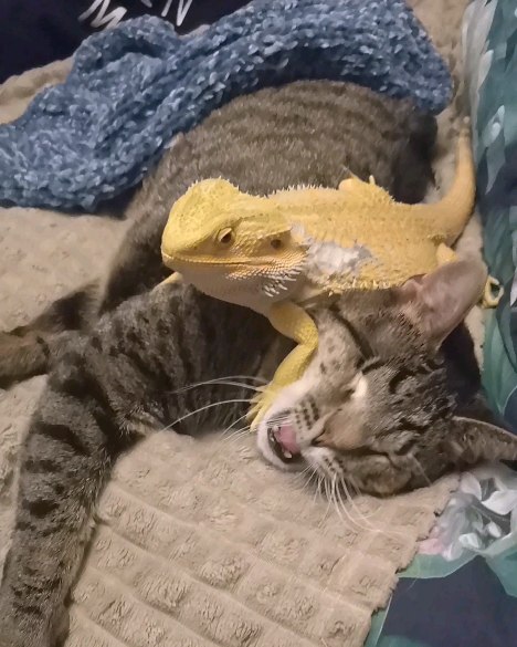 kosichka_fip в LOOKY. #сбитыйкотБарс,#котвбеде,#спасижизнь,#благотворительность,#делайдобро,#жизньвтвоихруках,#кошкимосква,#домашниеживотные,#срочнаяпомощь,#сборналечение,#помощьживотным,#москва,#помогитеспасти,#добро,#милосердие,#подарижизнь,#протянирукупомощи,#творидобро,#всеммиром,#финансоваяпомощьживотным. Грандиозный сериал п...
