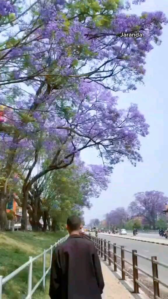 musaa13567 в LOOKY. #jacaranda,#instareels. #jacaranda #instaree...