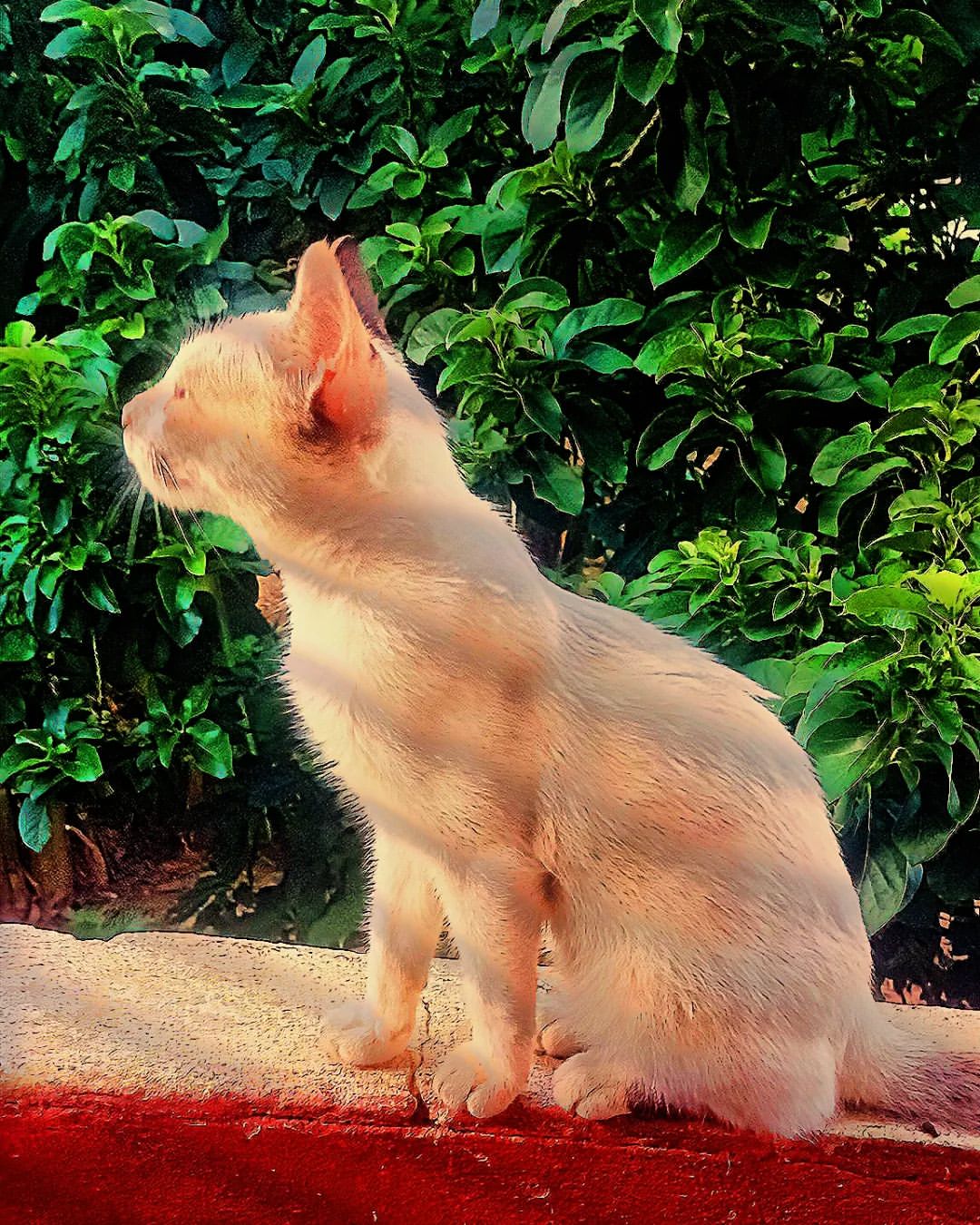 skylittlew в LOOKY — Natureza ❤️