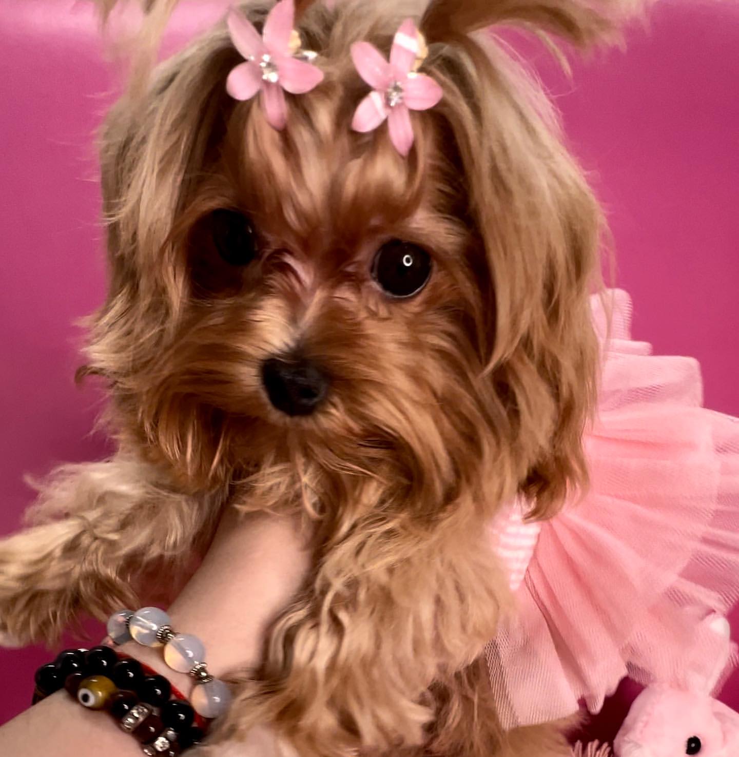 kennel_city_choco_fantasy в LOOKY — фото 10