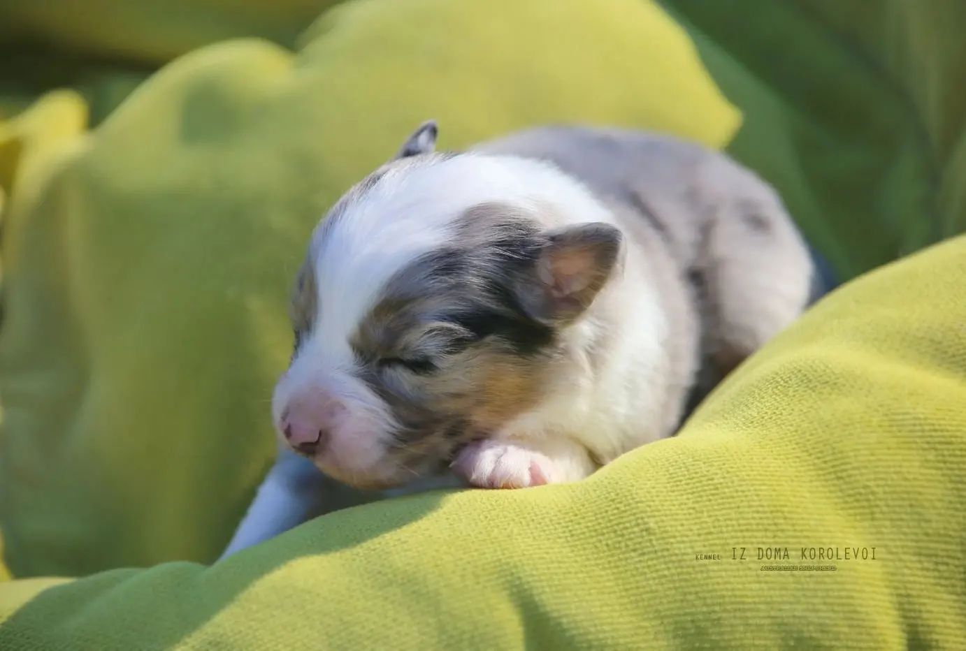 iz_doma_korolevoi_kennel в LOOKY — фото 3