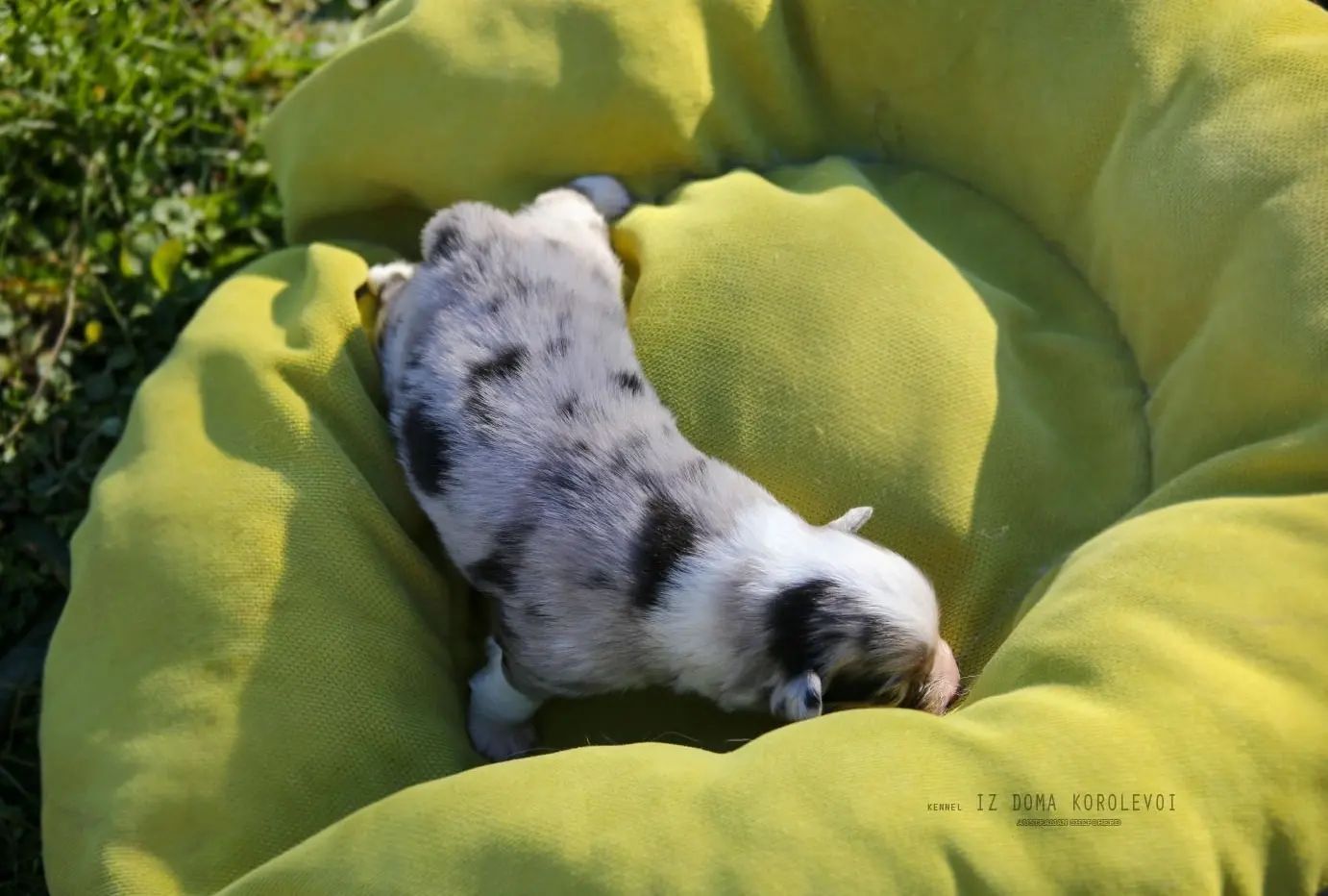 iz_doma_korolevoi_kennel в LOOKY — фото 7