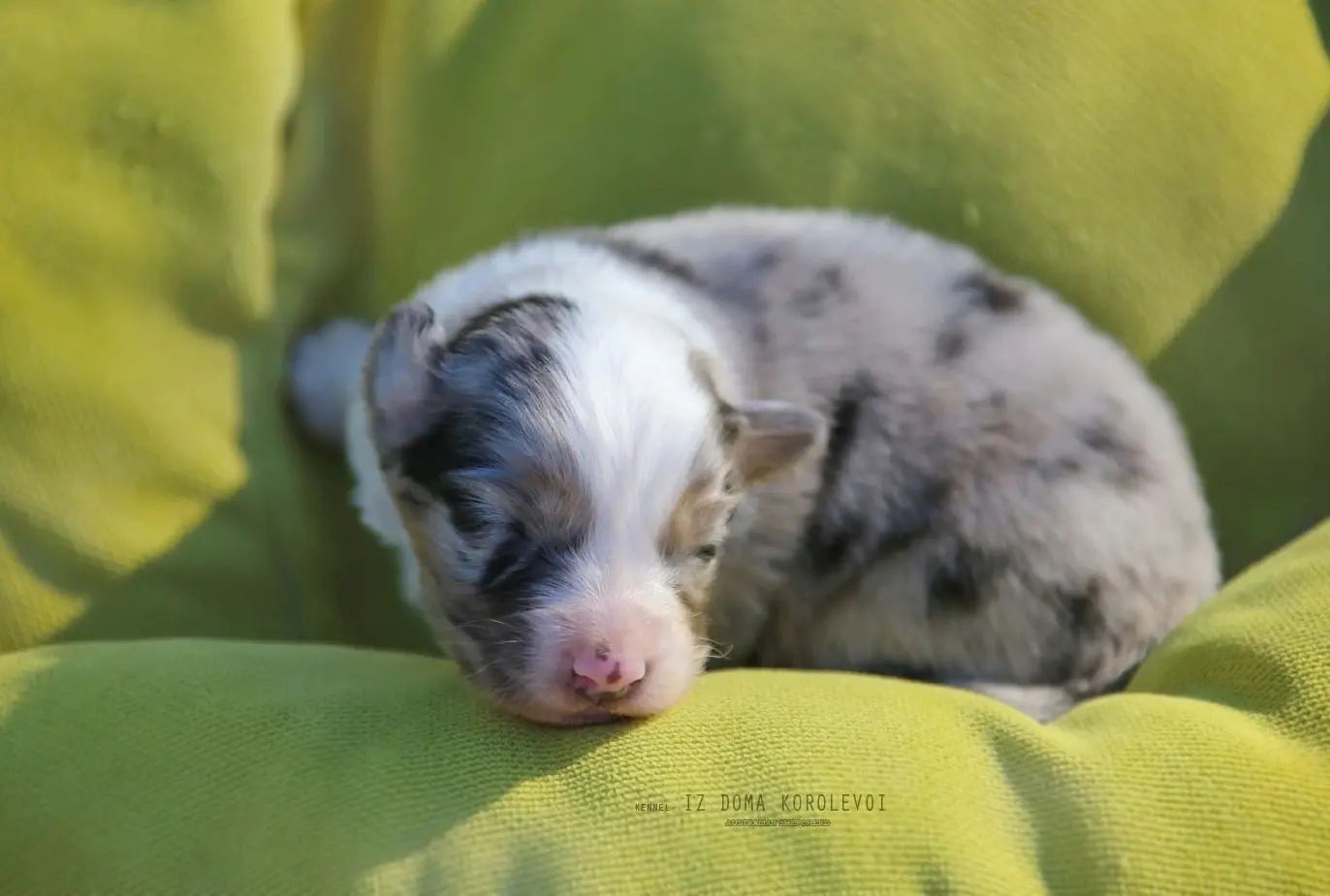 iz_doma_korolevoi_kennel в LOOKY — фото 10