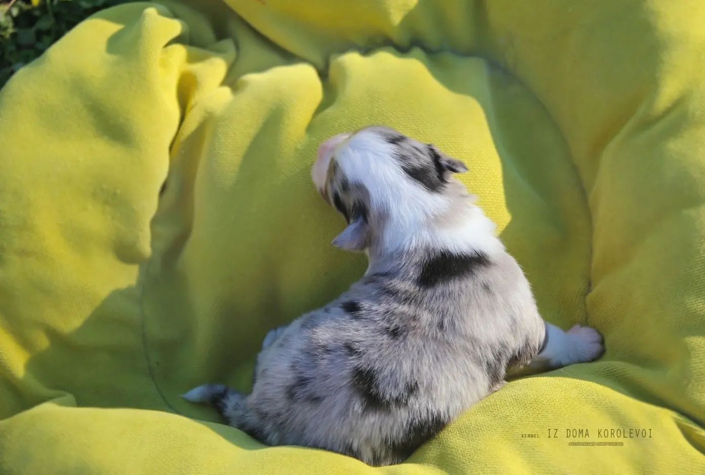 iz_doma_korolevoi_kennel в LOOKY — фото 9