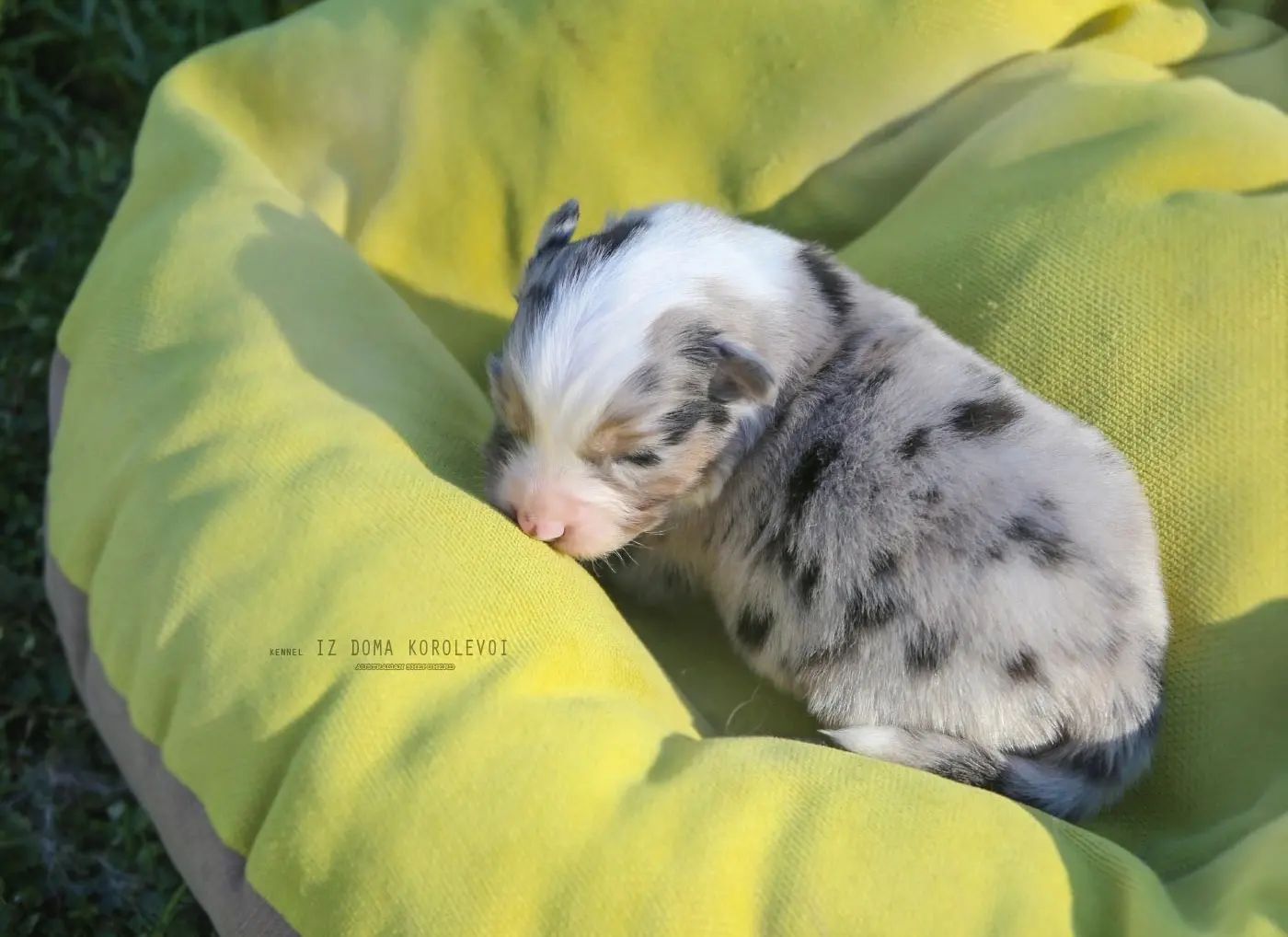 iz_doma_korolevoi_kennel в LOOKY — фото 2