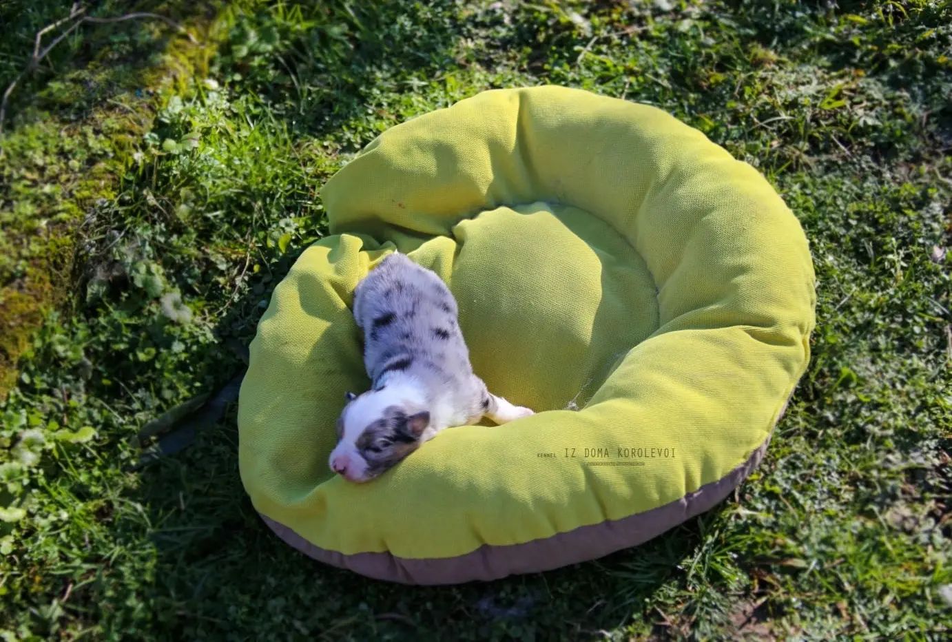 iz_doma_korolevoi_kennel в LOOKY — фото 6