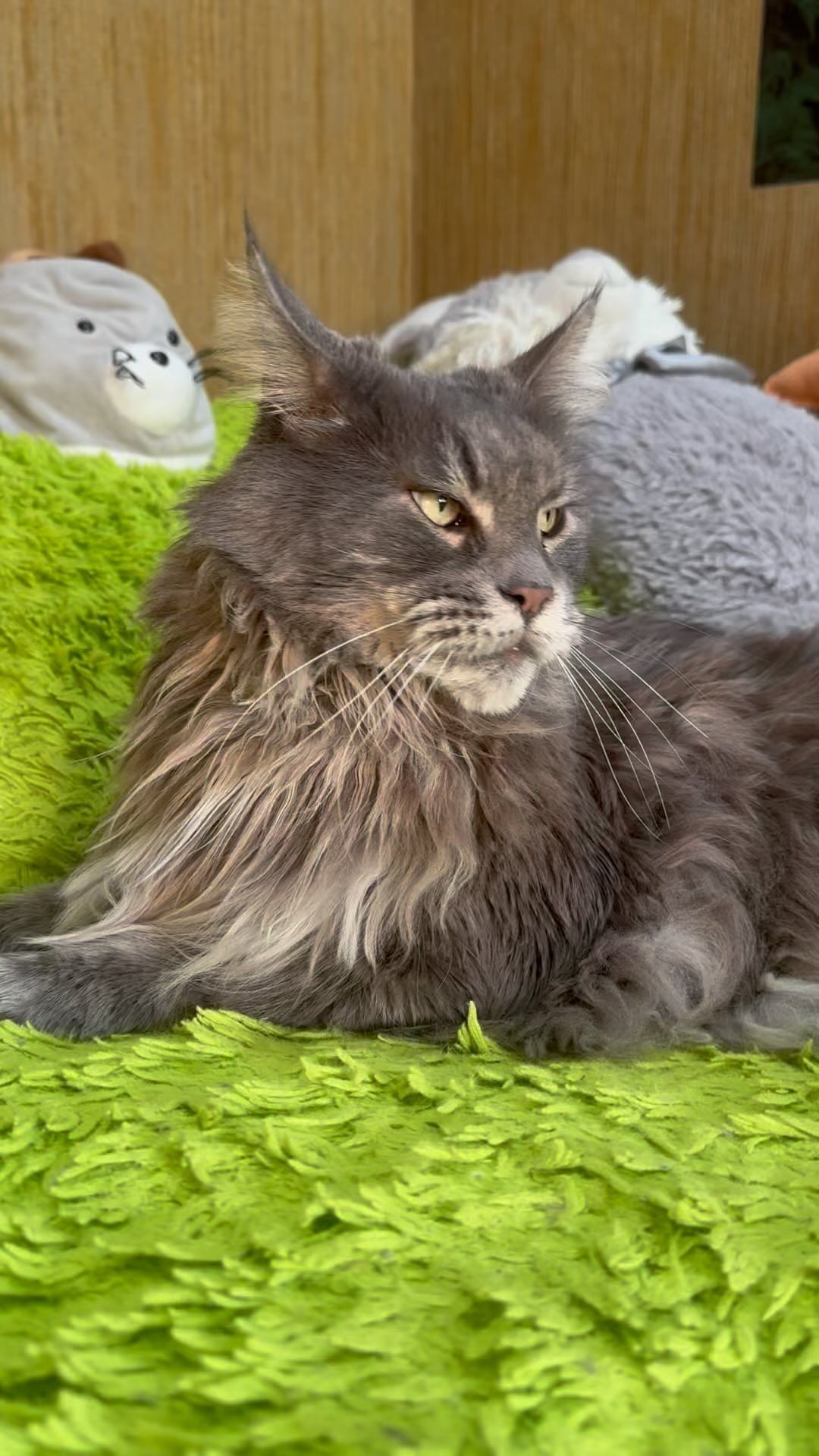 mrs.alisa_00 в LOOKY. #кот,#мейнкун,#животное,#cat,#love. 🤭😻 

#кот #мейнкун...