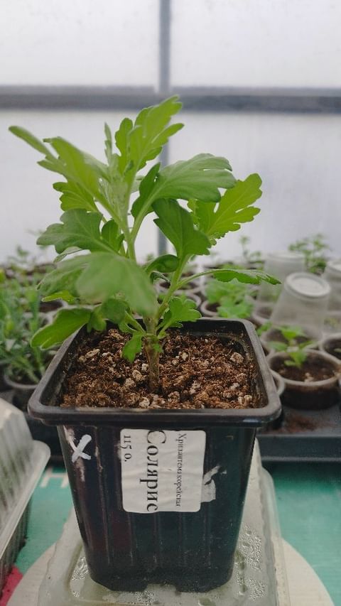 mylti_flora в LOOKY. #хризантемамультифлора,#мультифлора,#корейскаяхризантема,#королеваосени,#цветы,#растимвместе,#растения. Как можно укоренить ...