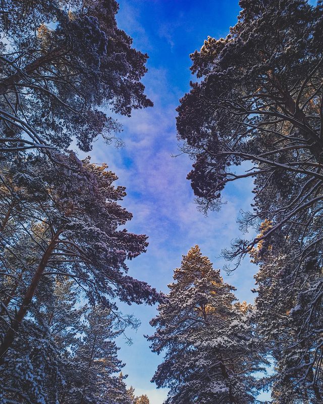 bella_ai_miei_occhi в LOOKY. #winter,#forest,#snow,#sky,#nature,#naturephotography,#naturelovers,#bhfyp,#like,#follow. #winter #forest #sno...