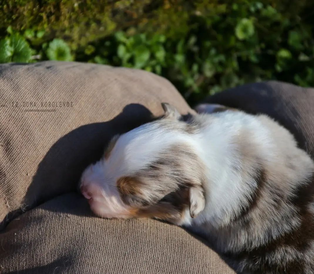 iz_doma_korolevoi_kennel в LOOKY — фото 8