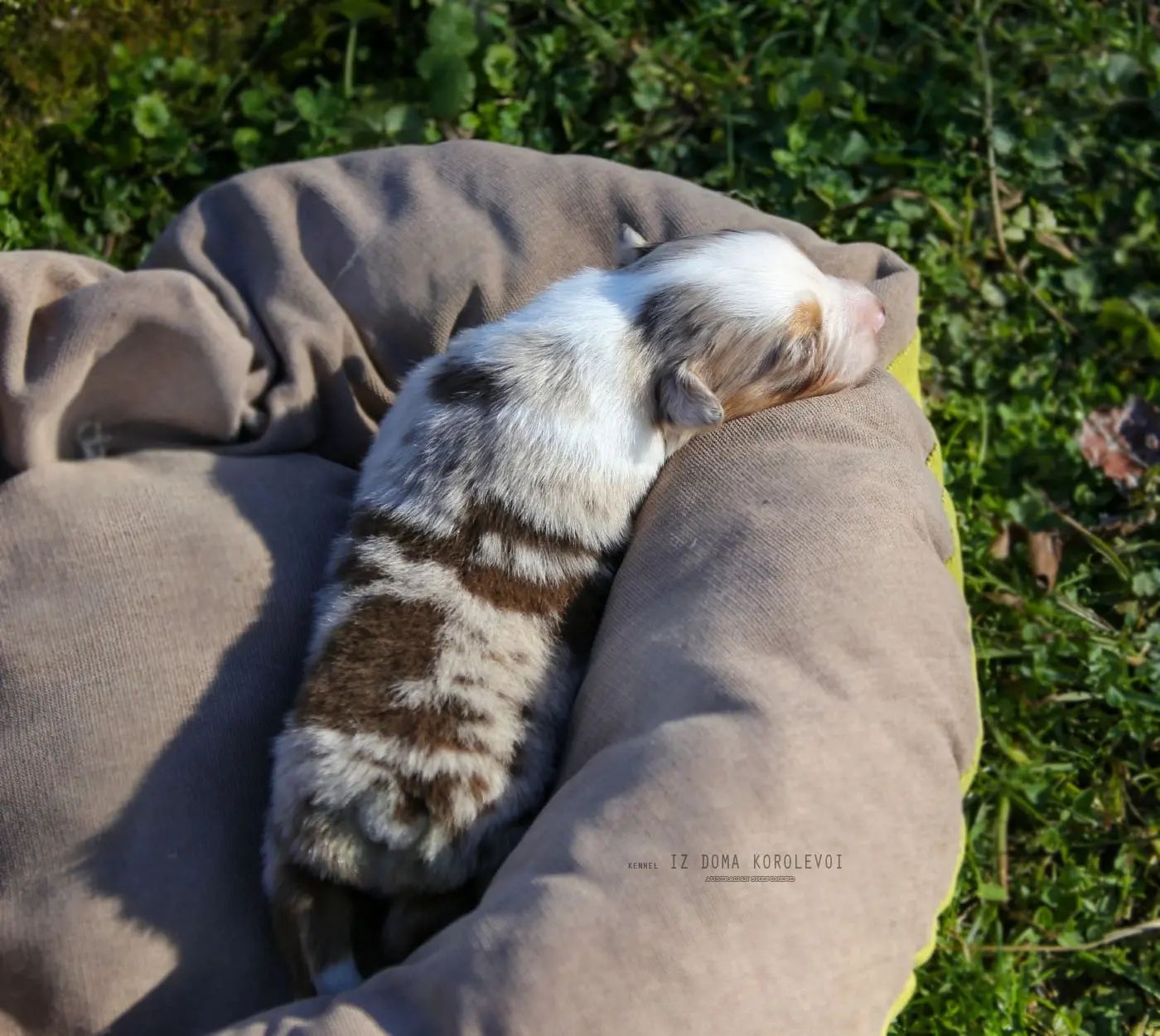iz_doma_korolevoi_kennel в LOOKY — фото 2