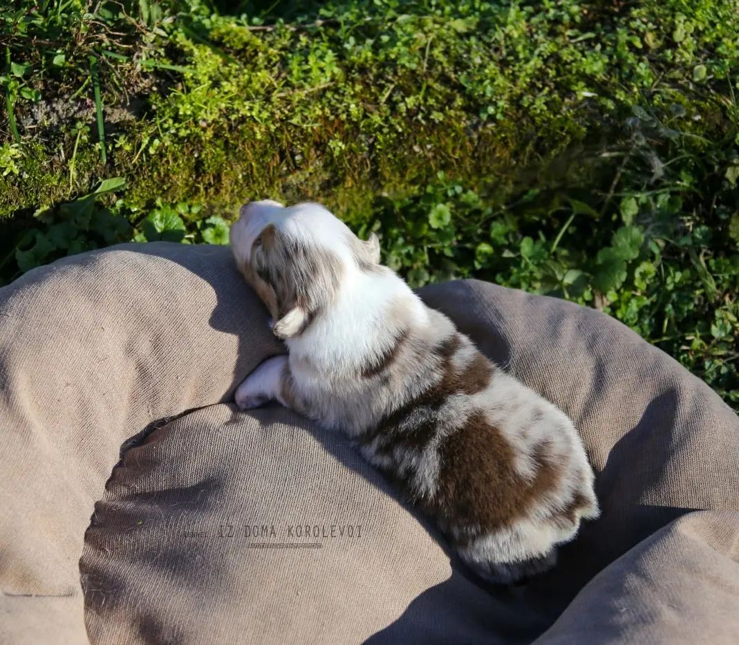 iz_doma_korolevoi_kennel в LOOKY — фото 7