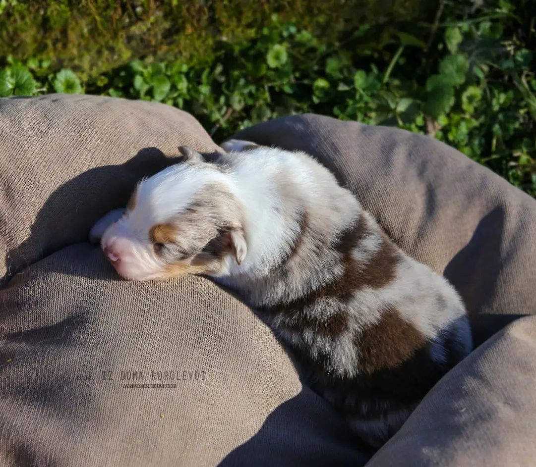 iz_doma_korolevoi_kennel в LOOKY — фото 6