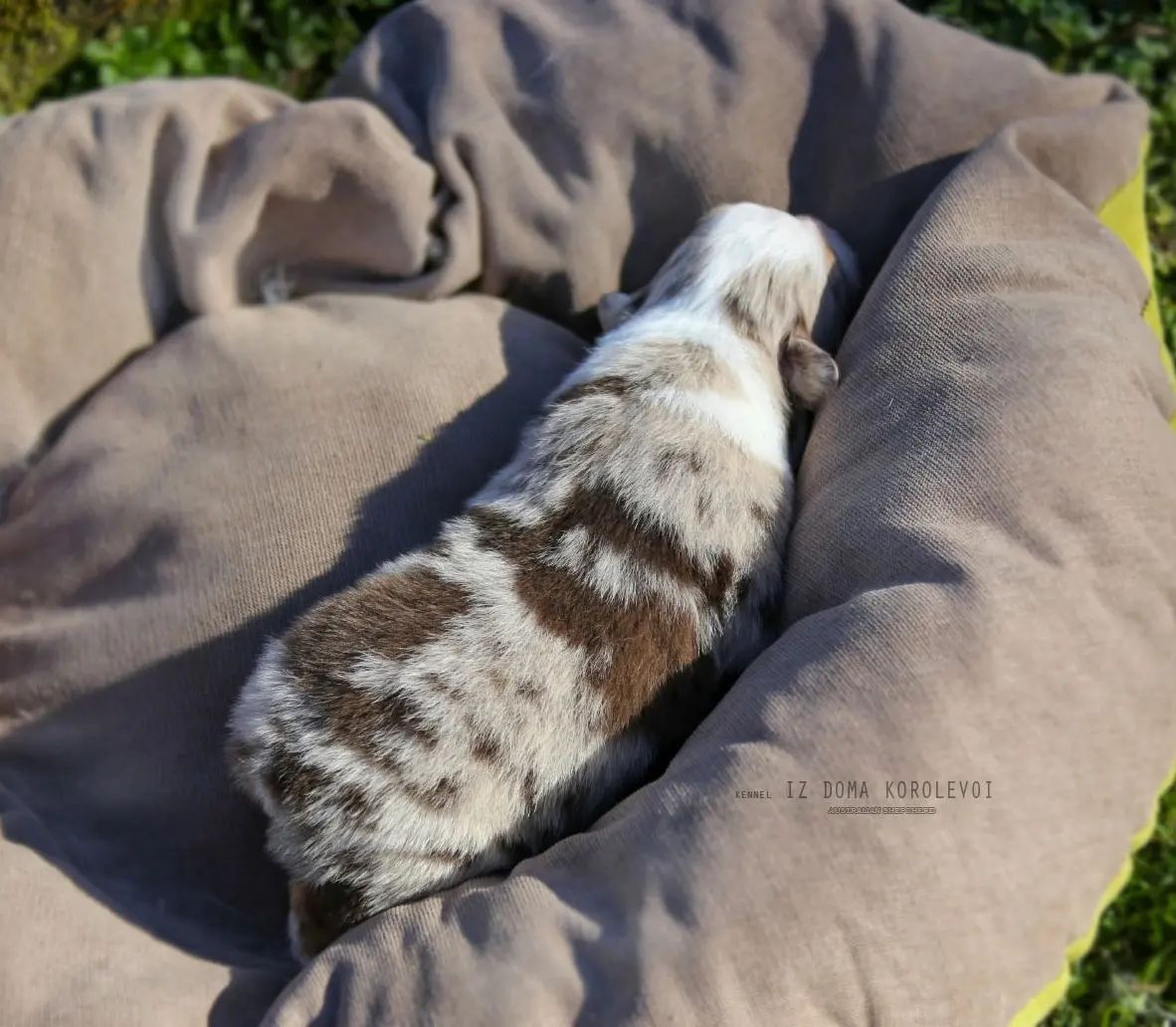 iz_doma_korolevoi_kennel в LOOKY — фото 3