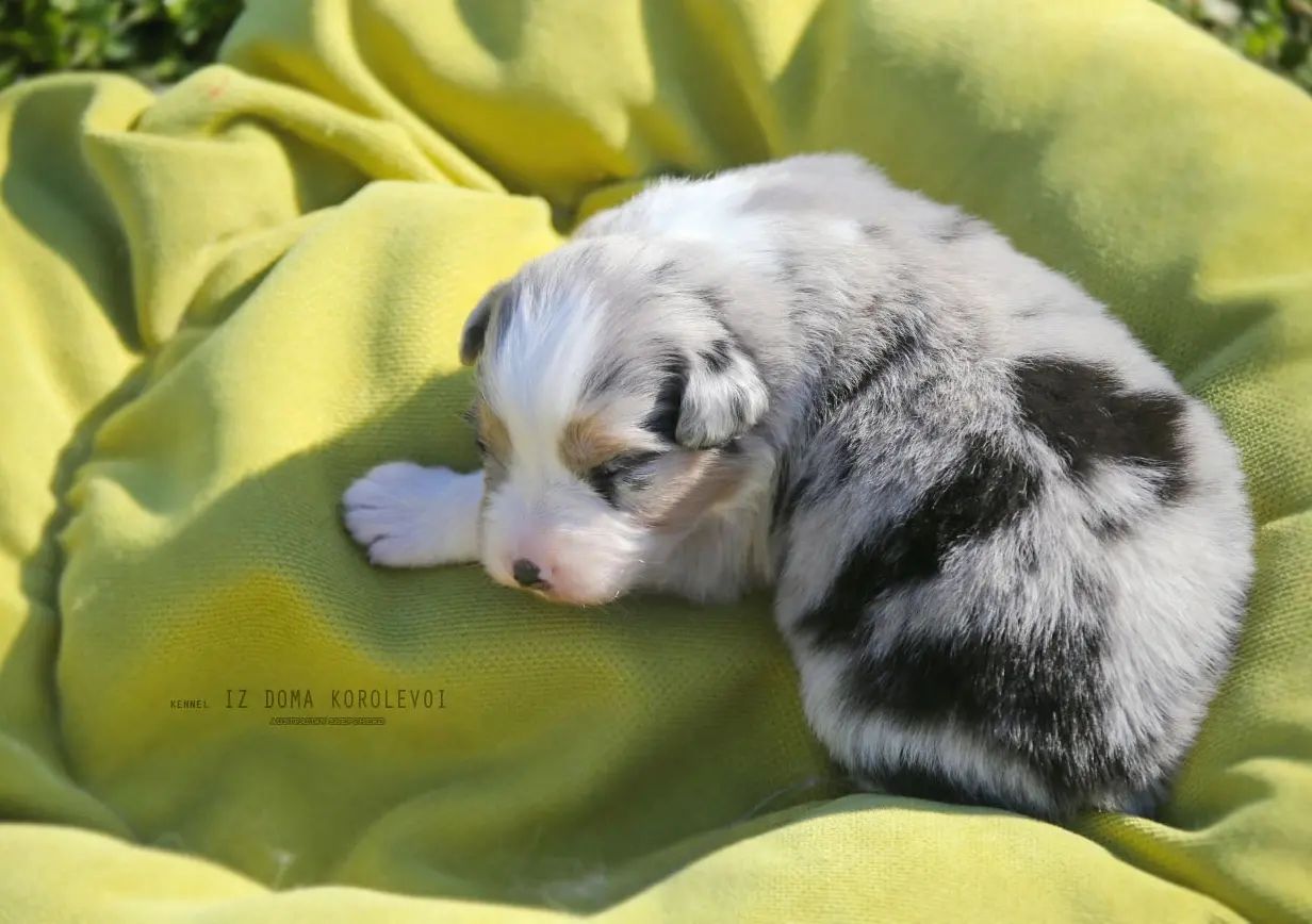 iz_doma_korolevoi_kennel в LOOKY — фото 3