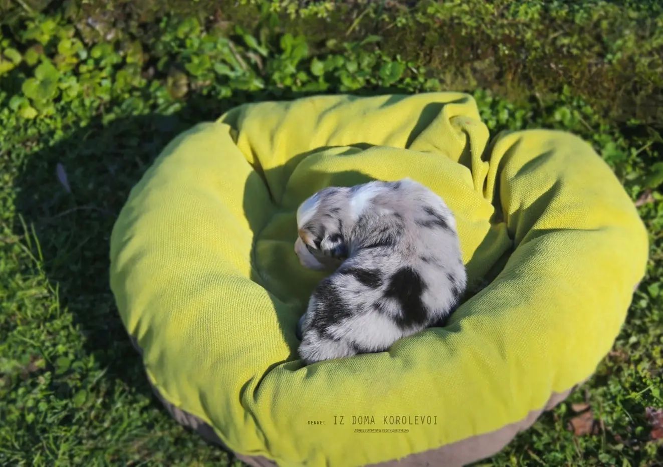 iz_doma_korolevoi_kennel в LOOKY — фото 5