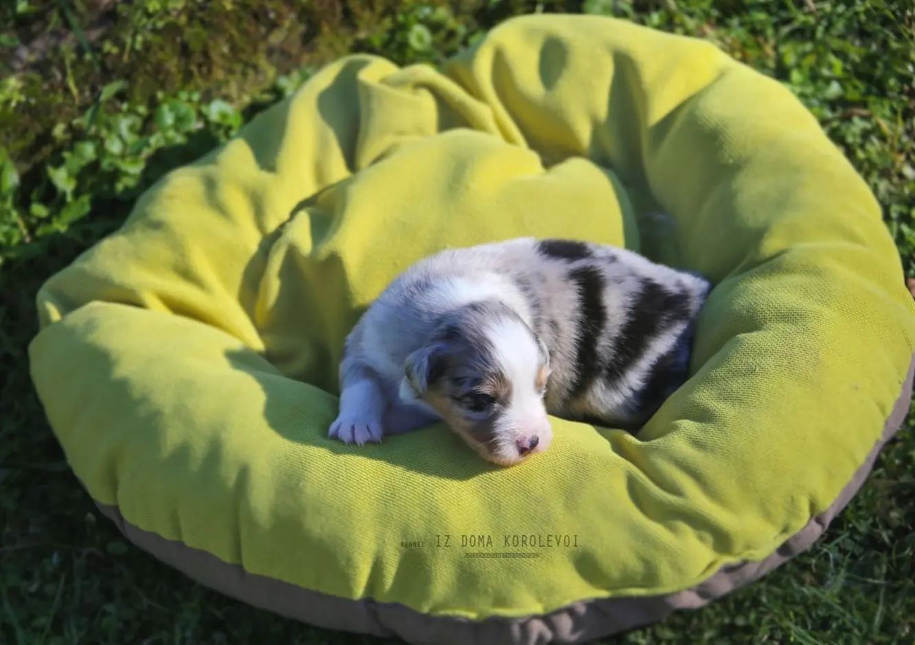 iz_doma_korolevoi_kennel в LOOKY — фото 7