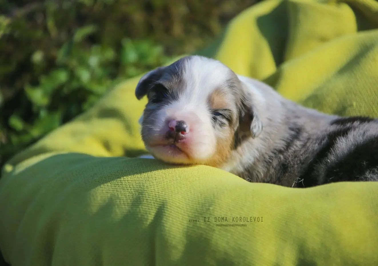 iz_doma_korolevoi_kennel в LOOKY — фото 9