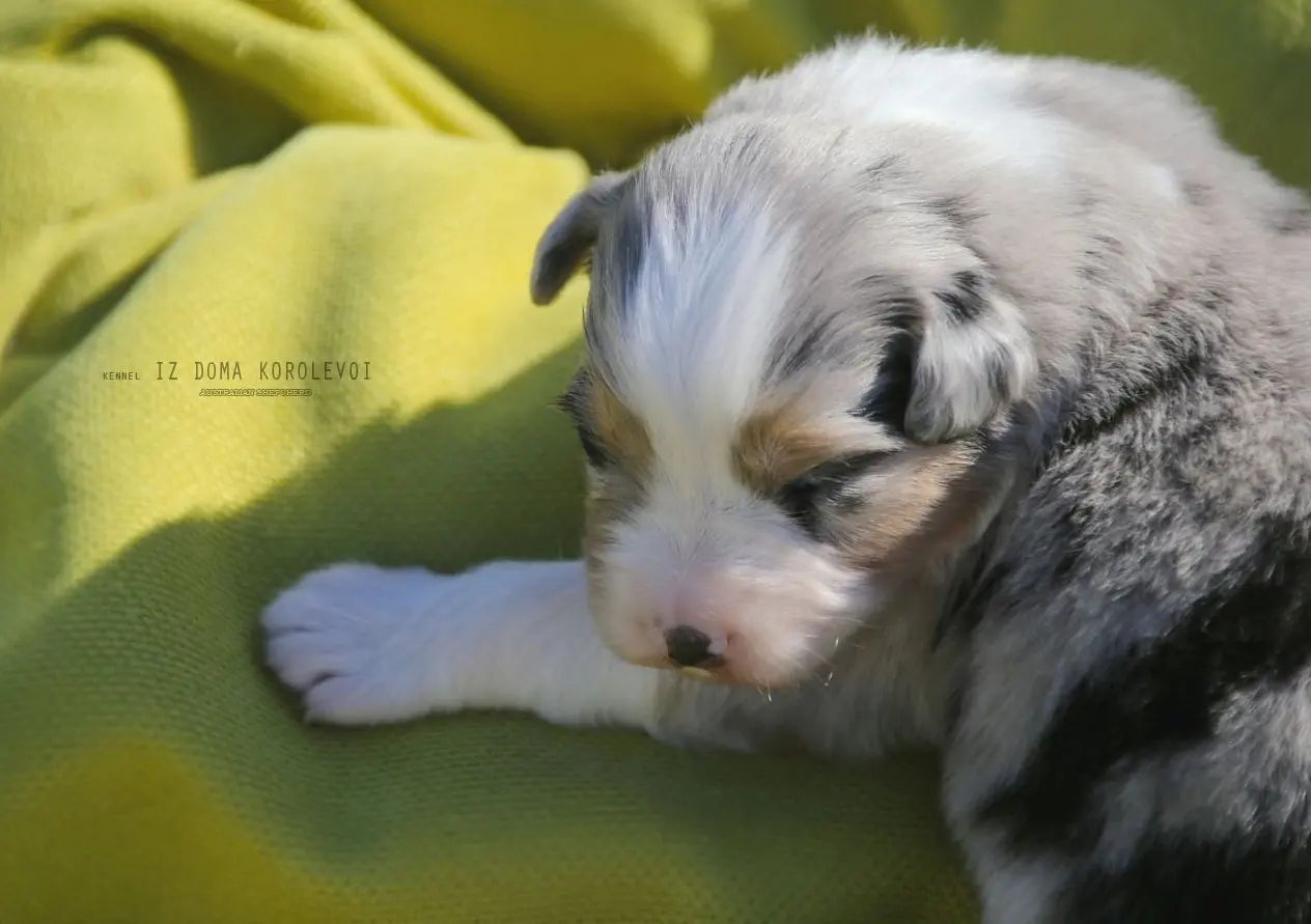 iz_doma_korolevoi_kennel в LOOKY — фото 4