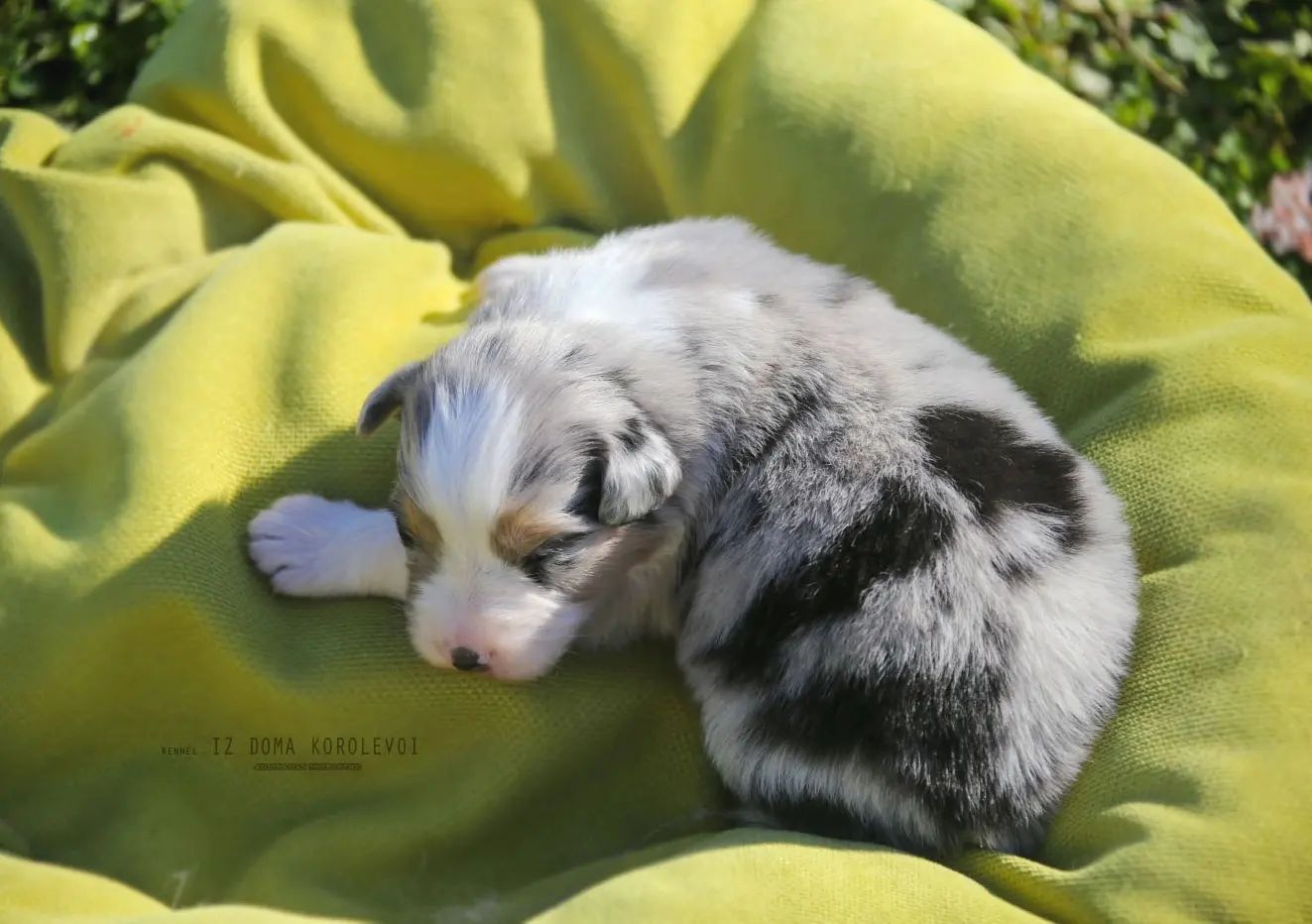 iz_doma_korolevoi_kennel в LOOKY — фото 2