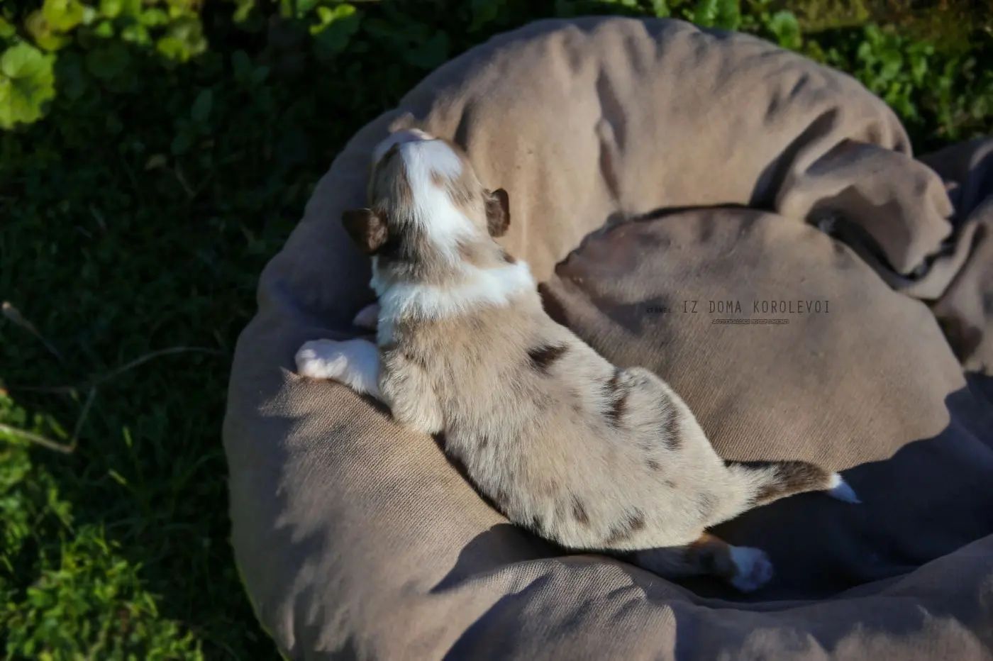 iz_doma_korolevoi_kennel в LOOKY — фото 9