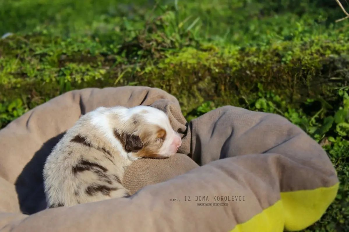 iz_doma_korolevoi_kennel в LOOKY — фото 4