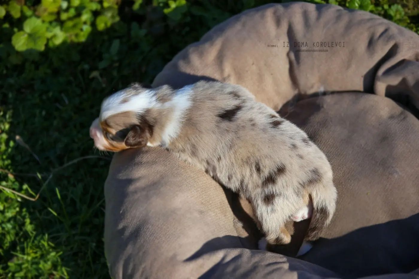 iz_doma_korolevoi_kennel в LOOKY — фото 6