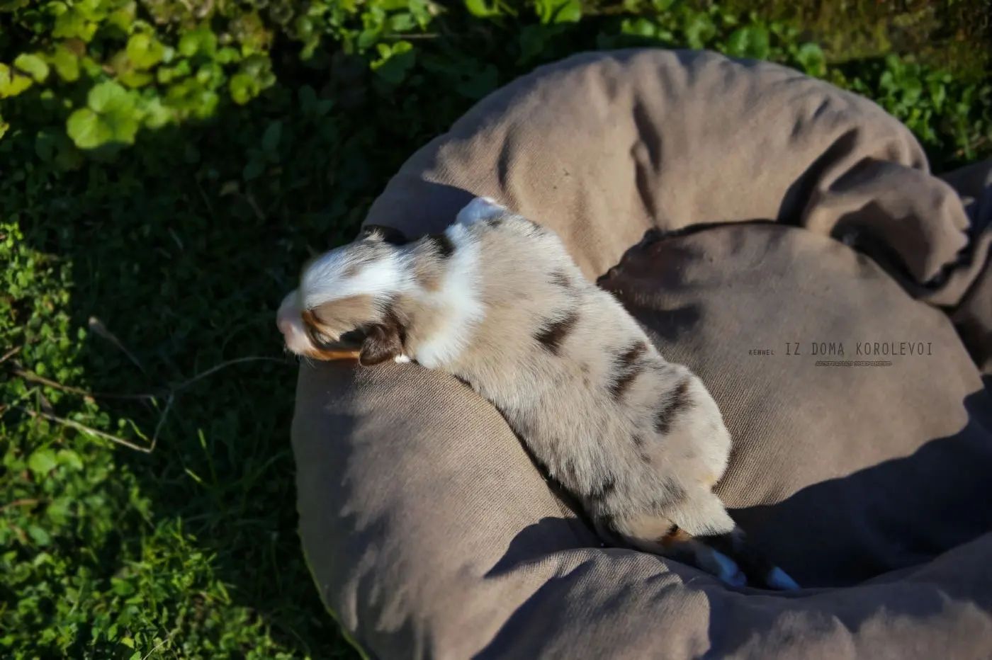 iz_doma_korolevoi_kennel в LOOKY — фото 8