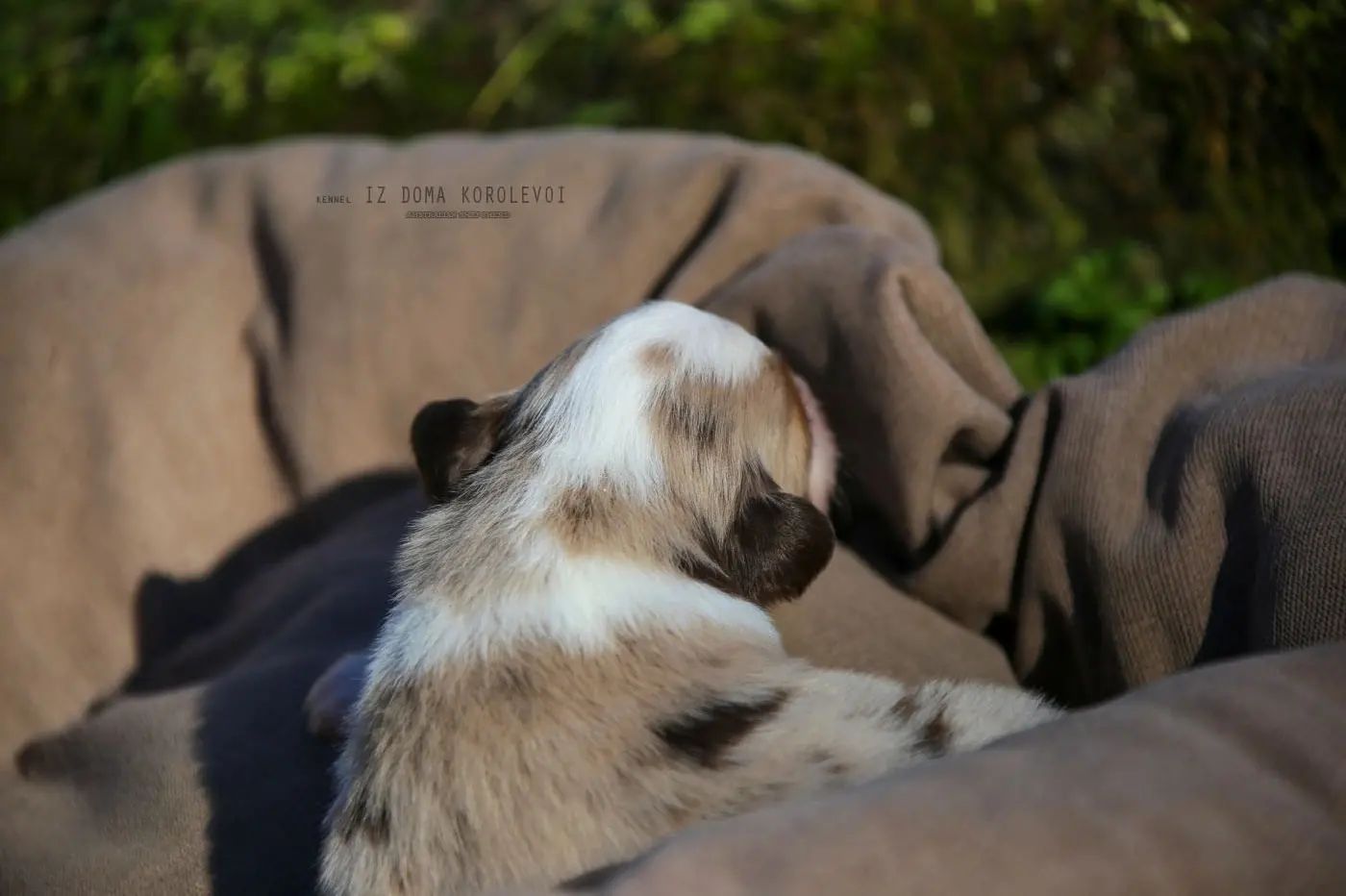 iz_doma_korolevoi_kennel в LOOKY — фото 7