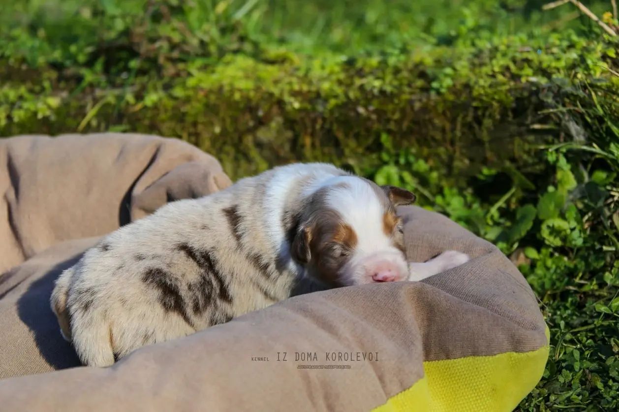 iz_doma_korolevoi_kennel в LOOKY — фото 2