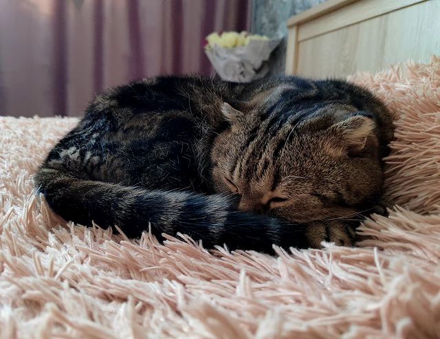 nasibullina.yuliya in LOOKY. . Соня-панасоня😹😻