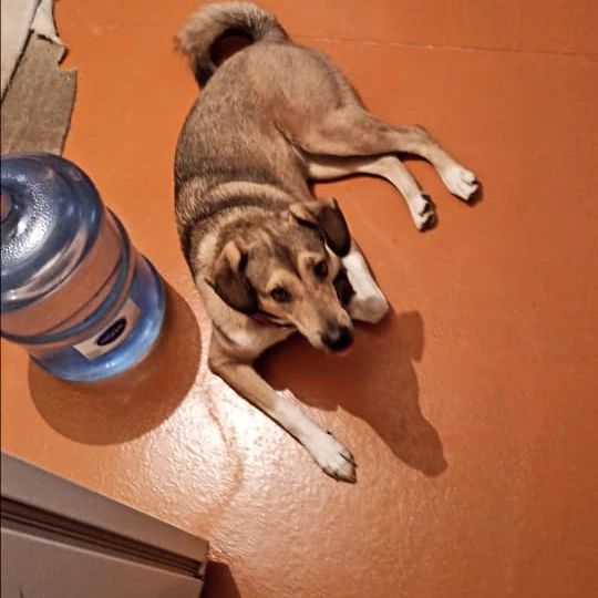 trofimovagalina2011 в LOOKY. . 🐶🐕🐩🐑🥰🌺🌸🏅⚔️