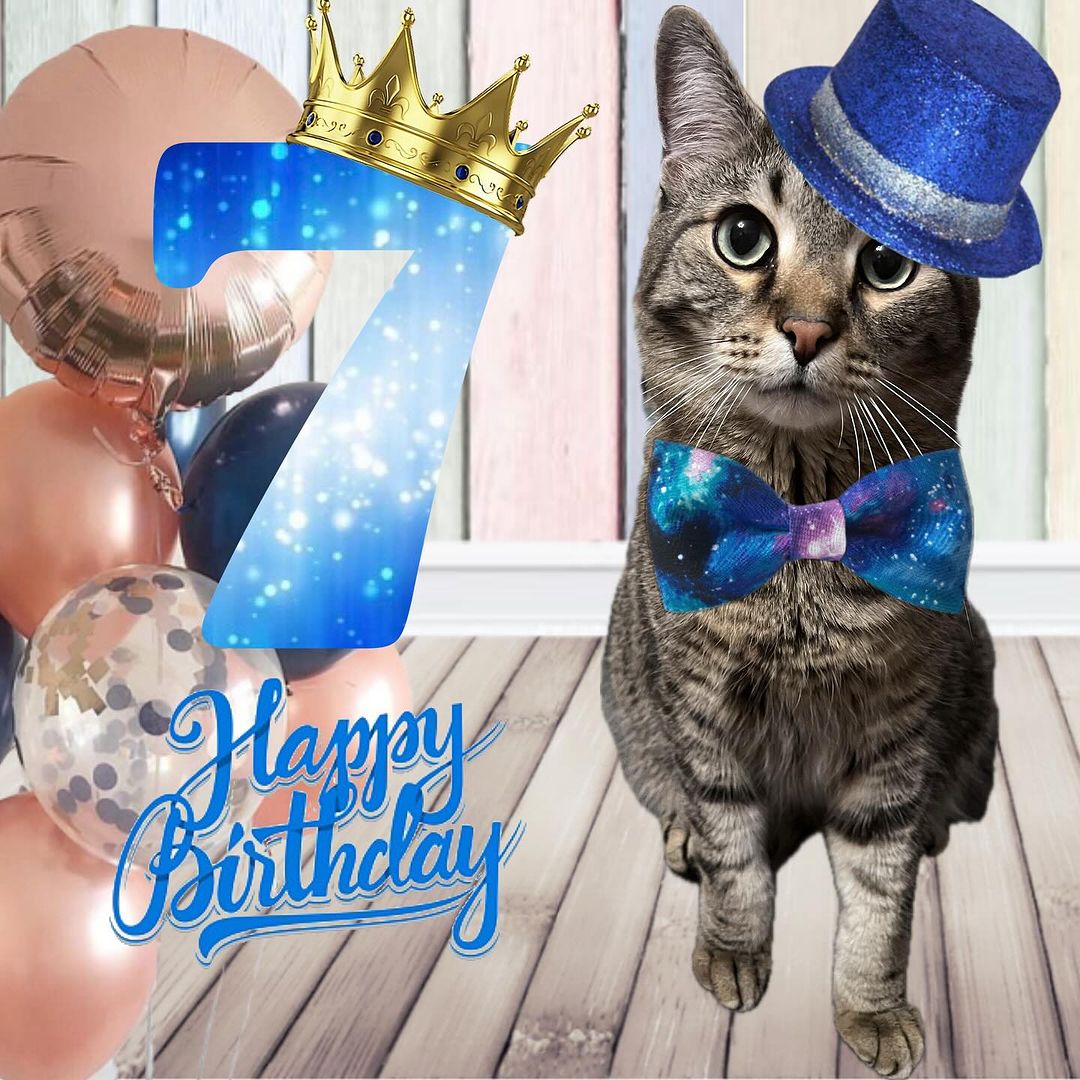 7 лет назад я стал любимым котиком моей самой лучшей Ма 🤗 С днем укотовления меня! 🎉😸

#котоблог #деньрождения #7лет #кот #праздник #деньукотовления