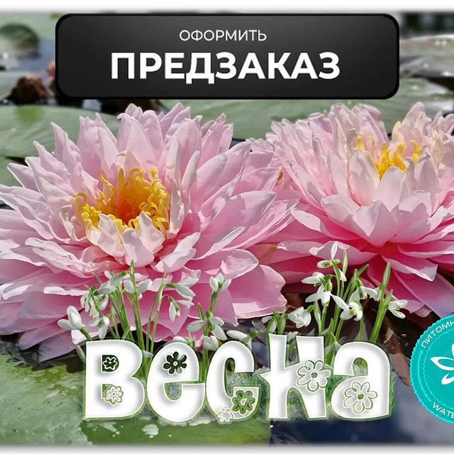 waterlilia.ru в LOOKY. #нимфеи,#кувшинки,#водныелилии,#пруды,#ландшафтныйдизайн,#водоем,#водоемы,#пруднадаче,#дача,#nymphaea,#prud,#vodoem,#кувшинка,#kuvshinki,#kuvshinka,#prudnik,#дачныйпруд,#дачныйпрудик,#нимфеицветут,#купитьнимфеи,#продажанимфей,#купитькувшинки,#продажакувшинок,#нимфея,#пруд,#кувшинкицветут,#лотос,#цветы. Уважаемые любители в...