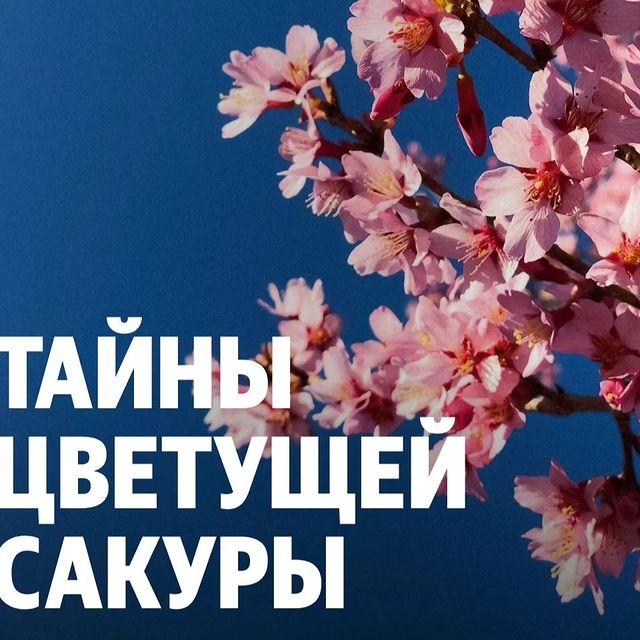 galliul_travel в LOOKY. . 🤔Немного информации...